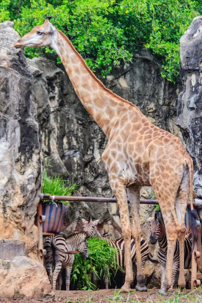 Cute Giraffe Public Park Giraffe Giraffa African Artiodactyl Mammal Tallest — Stock Photo, Image