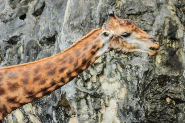 公園でかわいいキリン キリン キリン Giraffa アフリカの動物性哺乳動物で 地上に生息する動物の中で最も高く 最大の発光体である — ストック写真