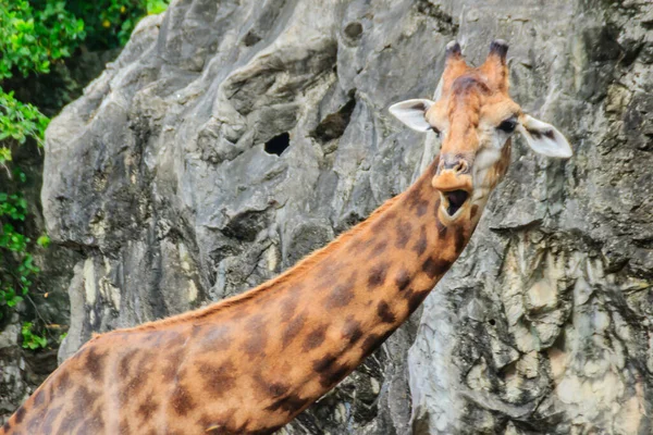 公園でかわいいキリン キリン キリン Giraffa アフリカの動物性哺乳動物で 地上に生息する動物の中で最も高く 最大の発光体である — ストック写真