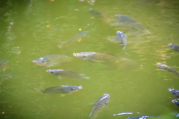 自然池塘里的鱼群 淡水湖中成群的红 橙鲈鱼 红罗非鱼 红罗非鱼是从罗非鱼属植物中选出的遗传变异体 — 图库照片