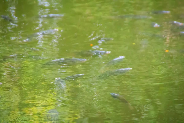Flock of Fish in the nature pond. Colorful school of red/orange perch (red tilapia) fish in the fresh water pond. Red tilapia are genetic mutants selected from tilapia species in the genus Oreochromis.
