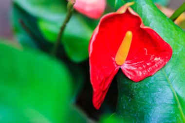 Yakın plan güzel kırmızı Anthurium Flamingo çiçeği, At kuyruklu Anthurium, veya At kuyruklu flamingo çiçeği. Anthurium bir bitki cinsidir ve misafirperverliğin anlamını zevkle temsil eder..