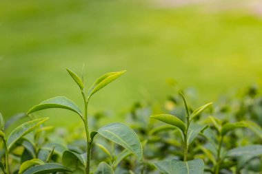 Sabah hasat öncesi taze yeşil çay yaprakları. Genç filizlenen yapraklardan elde edilen yeşil çay en kaliteli yeşil çay yapraklarını üretir..