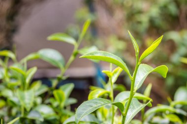 Sabah hasat öncesi taze yeşil çay yaprakları. Genç filizlenen yapraklardan elde edilen yeşil çay en kaliteli yeşil çay yapraklarını üretir..