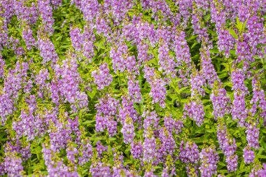 Çiçekli arka planda aslanağzı (Antirrhinum majus) mor çiçekleri bulunur. Antirrhinum majus, genellikle snapdragon olarak bilinir, eski bir bahçe favorisidir..
