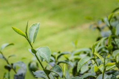 Sabah hasat öncesi taze yeşil çay yaprakları. Genç filizlenen yapraklardan elde edilen yeşil çay en kaliteli yeşil çay yapraklarını üretir..