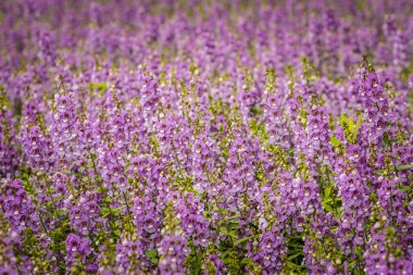 Çiçekli arka planda aslanağzı (Antirrhinum majus) mor çiçekleri bulunur. Antirrhinum majus, genellikle snapdragon olarak bilinir, eski bir bahçe favorisidir..