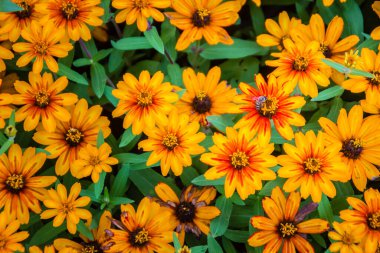 Yakın plan Güzel sarı Zinnia çiçeği (Zinnia ihlali Cav.) Güneşli bir günde, yaz bahçesinde arılarla. Zinnia, papatya familyasından bir bitki cinsidir..