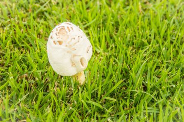 Yeşil çimlerin üzerinde güzel beyaz mantar. Yeşil çim arka planda beyaz mantar büyümesi yakın çekim.