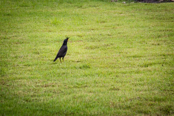 Cute Czarny Ptak Myna Javan Śpiewa Zielonym Polu Trawy Myna — Zdjęcie stockowe