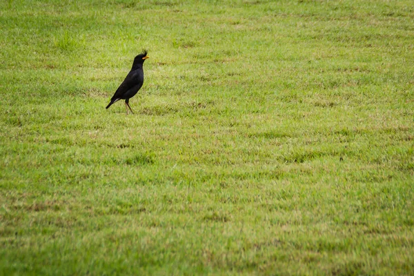 Χαριτωμένο Μαύρο Javan Myna Πουλί Τραγουδάει Στο Πράσινο Γρασίδι Javan — Φωτογραφία Αρχείου