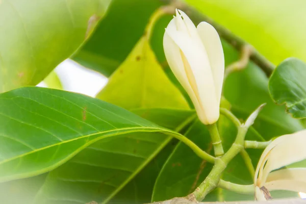 美丽的白色木兰花在树上 也被称为白色香蕉树 白色檀香木或白色玉兰花 — 图库照片