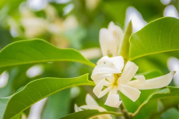 美丽的白色木兰花在树上 也被称为白色香蕉树 白色檀香木或白色玉兰花 — 图库照片