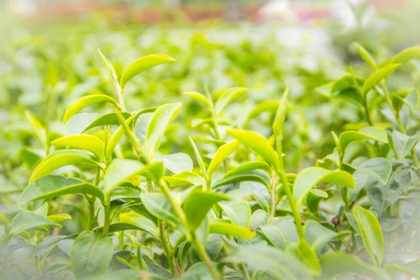 収穫前の朝に緑色の茶葉の若い芽 若い芽の味と価値で収穫された緑茶は 最高品質の緑茶葉を生産することが知られています — ストック写真