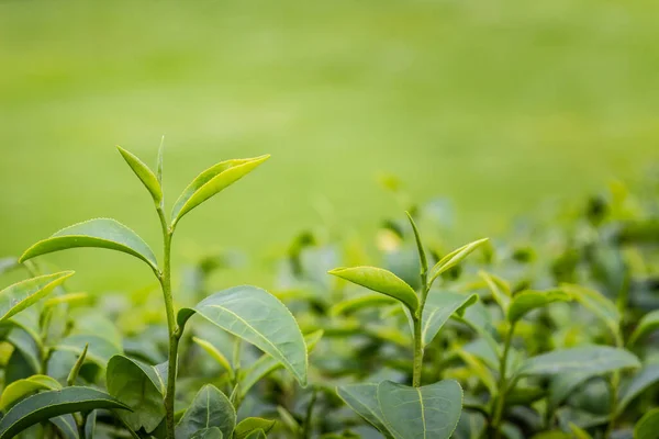 Young shoots of green tea leaves in the morning before harvesting. The green tea harvested in taste and value from the young shoots leaves is known to produce the highest quality green tea leaves.