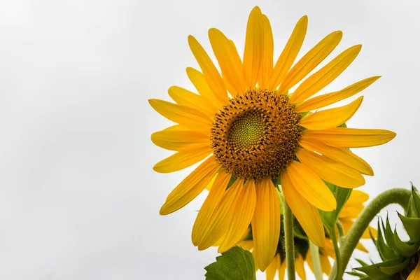 Kaunis Keltainen Auringonkukka Valkoisella Taivaalla Taustalla Auringonkukat Helianthus Annuus Yksivuotinen — kuvapankkivalokuva