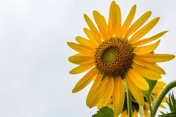 Kaunis Keltainen Auringonkukka Valkoisella Taivaalla Taustalla Auringonkukat Helianthus Annuus Yksivuotinen — kuvapankkivalokuva