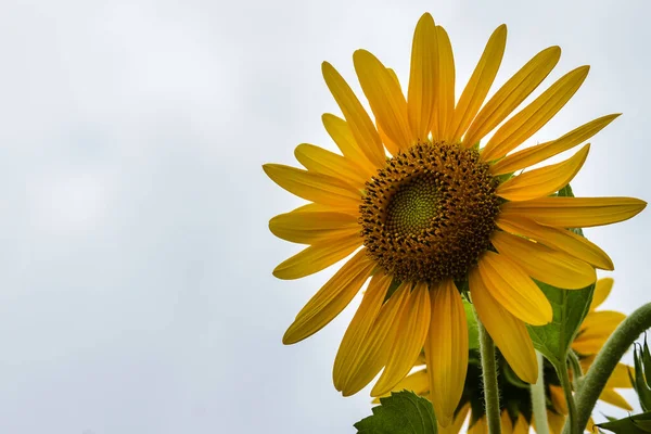 Kaunis Keltainen Auringonkukka Valkoisella Taivaalla Taustalla Auringonkukat Helianthus Annuus Yksivuotinen — kuvapankkivalokuva