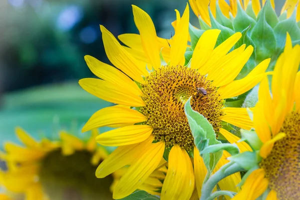 Kaunis Keltainen Auringonkukka Kimalaisella Auringonkukat Helianthus Annuus Yksivuotinen Kasvi Jolla — kuvapankkivalokuva