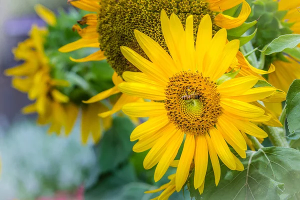 Kaunis Keltainen Auringonkukka Kimalaisella Auringonkukat Helianthus Annuus Yksivuotinen Kasvi Jolla — kuvapankkivalokuva