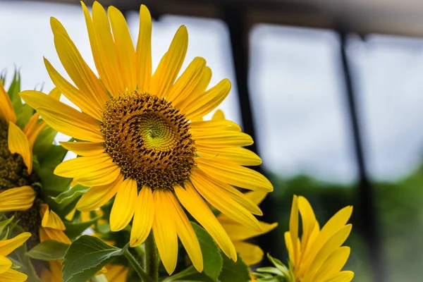 Kaunis Keltainen Auringonkukka Valkoisella Taivaalla Taustalla Auringonkukat Helianthus Annuus Yksivuotinen — kuvapankkivalokuva