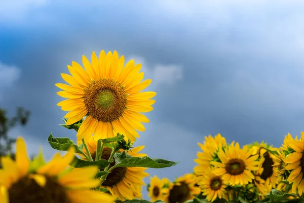Kaunis Keltainen Auringonkukka Puutarhassa Auringonkukat Helianthus Annuus Yksivuotinen Kasvi Jolla — kuvapankkivalokuva