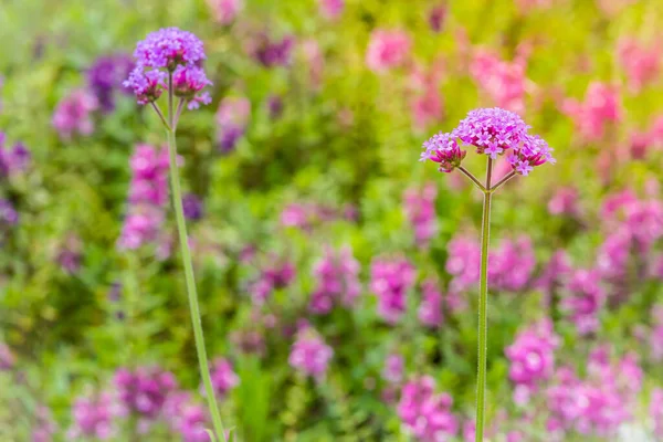 Bahçede Güzel Mor Mineli Mine Çiçeği Çiçekler Var Verbena Bonariensis — Stok fotoğraf