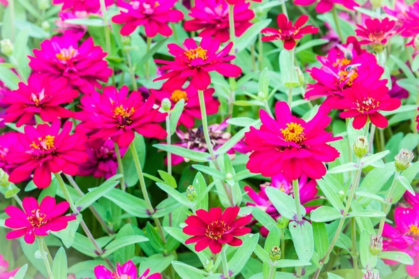 Beautiful pink Zinnia flowers in summer garden on sunny day. Zinnias are popular garden flowers, they come in a wide range of flower colors and shapes, and they can withstand hot summer temperatures.