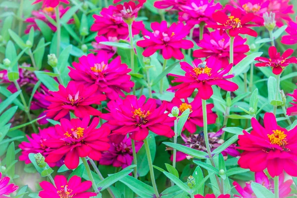 Schöne Rosa Zinnia Blüten Sommergarten Sonnigen Tagen Zinnien Sind Beliebte — Stockfoto