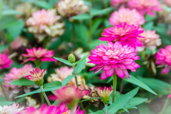 Beautiful pink Zinnia flowers in summer garden on sunny day. Zinnias are popular garden flowers, they come in a wide range of flower colors and shapes, and they can withstand hot summer temperatures.