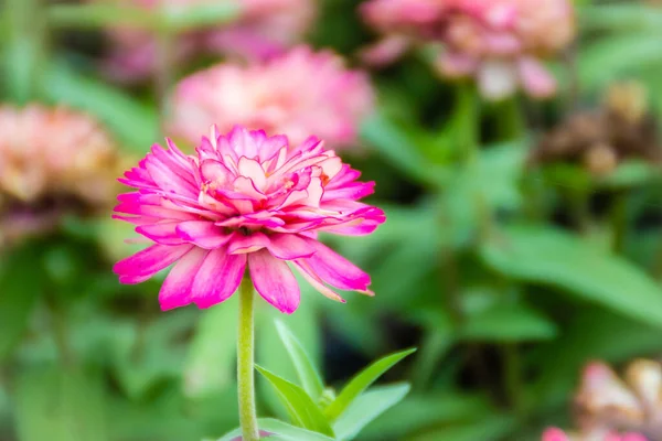 晴れた日に夏の庭で美しいピンクのZinniaの花 ジンニアは人気のある庭の花です 彼らは花の色や形の広い範囲で来て 彼らは暑い夏の温度に耐えることができます — ストック写真