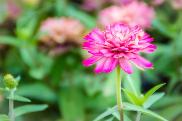 晴れた日に夏の庭で美しいピンクのZinniaの花 ジンニアは人気のある庭の花です 彼らは花の色や形の広い範囲で来て 彼らは暑い夏の温度に耐えることができます — ストック写真