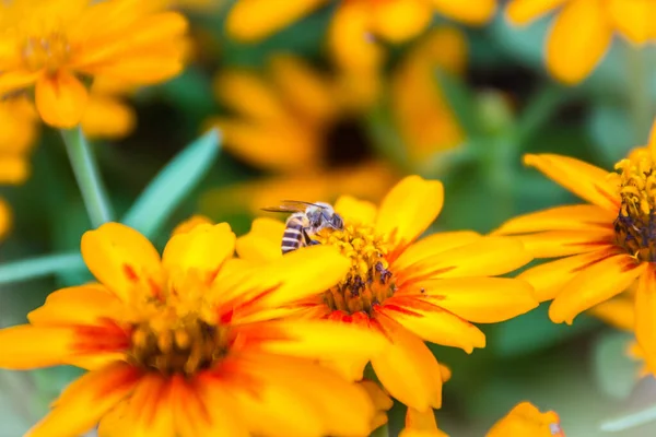 Szekrény Gyönyörű Sárga Zinnia Virág Zinnia Violacea Cav Méhekkel Nyári — Stock Fotó