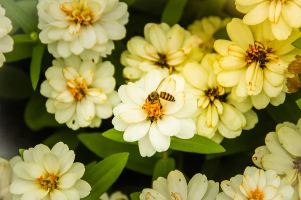 Belle Fleur Blanche Avec Abeille Domestique Zinnia Angustifolia Communément Appelée — Photo