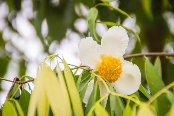 Красивый Белый Цветок Mesua Ferrea Цейлонский Чугун Индийский Розовый Каштан Лицензионные Стоковые Изображения