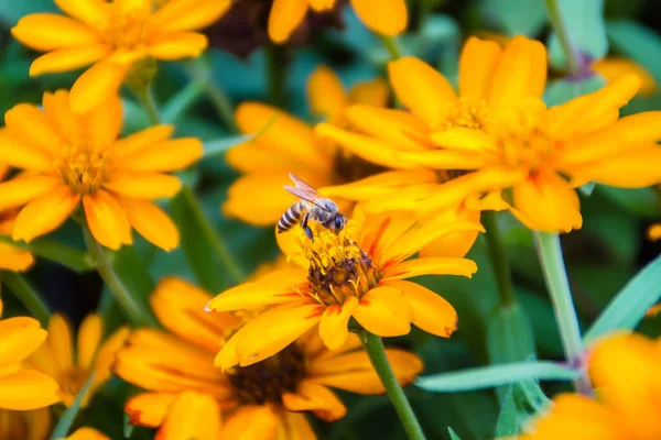 Крупный План Красивый Желтый Цветок Zinnia Zinnia Violacea Cav Пчелой Стоковая Картинка