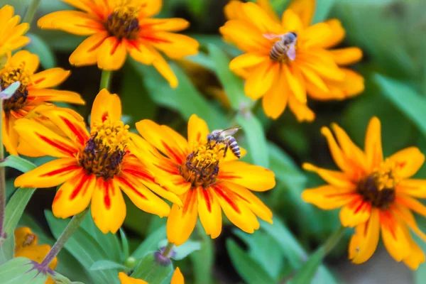 Крупный План Красивый Желтый Цветок Zinnia Zinnia Violacea Cav Пчелой Лицензионные Стоковые Изображения