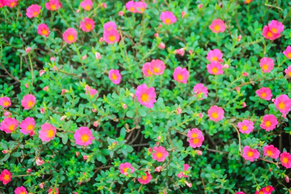 Beautiful Pink Portulaca Oleracea Flowers Also Known As Common Purslane Verdolaga Little Hogweed Red Root Or Pursley Flowers At Home Orange Stock Photo Beautiful Pink Portulaca Oleracea Flowers Also Known As Common Purslane Verdolaga Little Hogweed Red Root Or Pursley Flowers At Home Orange Stock Photo