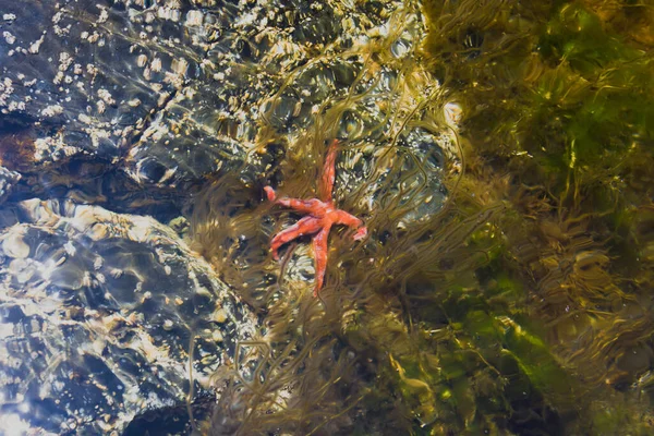 Червона Морська Зірка Під Водою Через Блискучу Поверхню Води Літній — стокове фото