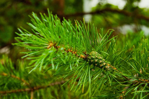 Spruce Branch Green Cone Close Stock Image