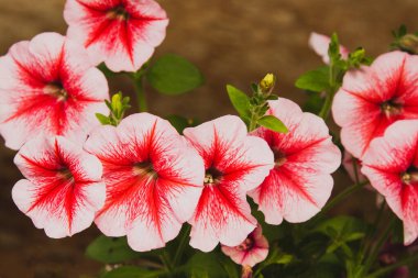 Petunya, kırmızı ve beyaz çiçekler, bulanık arkaplan, yakın plan.