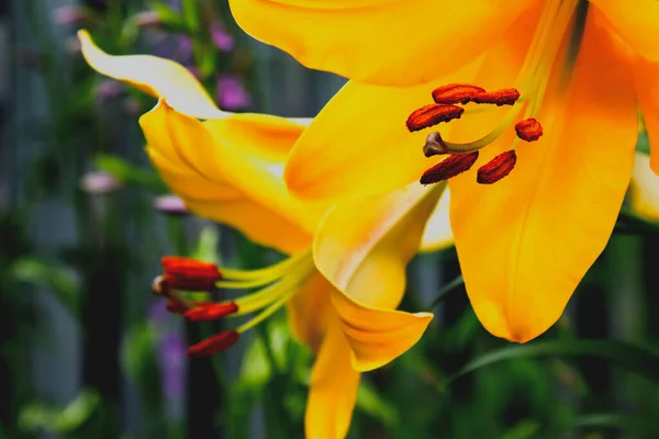 Желтый Цветок Лили Бад Летнем Саду Закрыть — стоковое фото