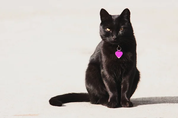 Gato Negro Gato Con Collar Colgante Corazón Rosa Vista Frontal —  Fotos de Stock
