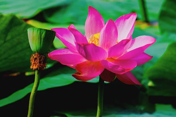 Lotus Pembe Zambağı Çiçeği Nemfoman — Stok fotoğraf