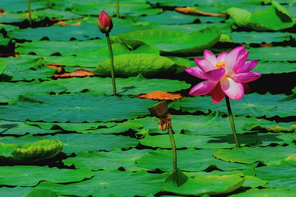 Loto Fiore Ninfee Rosa Ninfea Fondo Scuro — Foto Stock