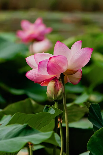 夏の池にピンクの睡蓮や蓮の花 ロシア — ストック写真