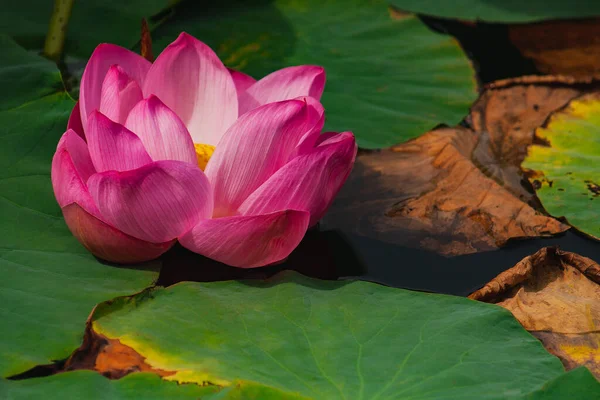 夏の池にピンクの睡蓮や蓮の花 ロシア — ストック写真