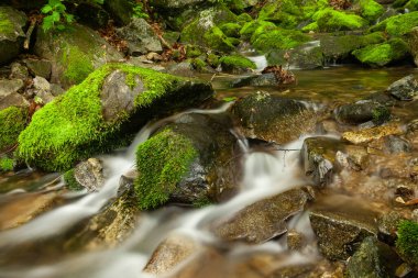 Yosun kaplı taşlarla dolu bir dağ şelalesi. Yaz manzarası.