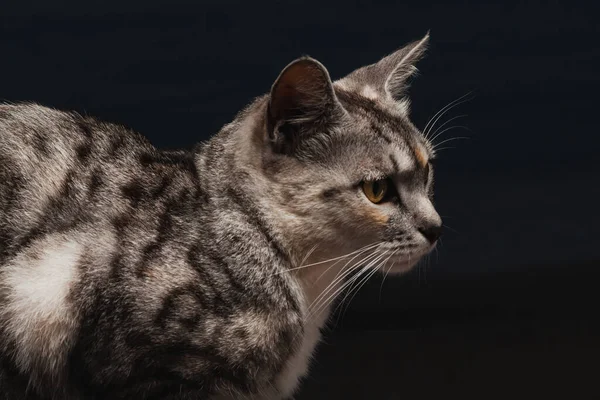 Portrét Šedočerné Kočky Profilu Tmavém Pozadí — Stock fotografie