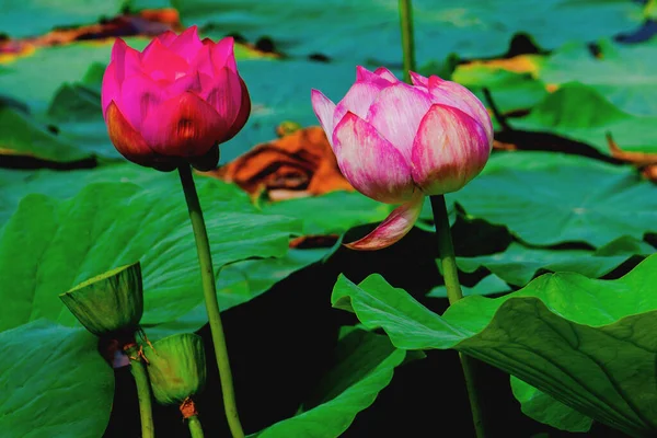 ピンクの睡蓮の花 暗い水の背景にニンファイア — ストック写真